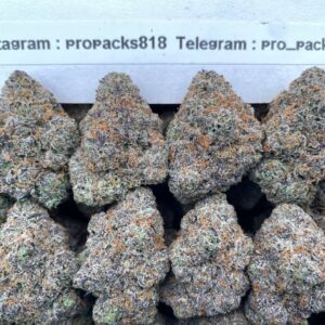 Critical Candy 🎉 #H328A 🍭 (indoor)