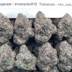 Razzberry Rocket Gelato 🍇 #H59B 🚀 (indoor)