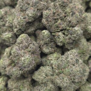 TROPICAL MANGO  INDOORS